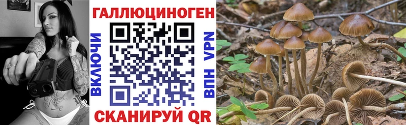 хочу   Дмитриев  Псилоцибиновые грибы мицелий 